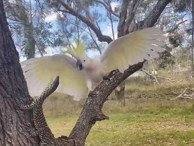 Самка попугая какаду защитила от варана свое гнездо - golos.ua - Украина - Australia - штат Квинсленд