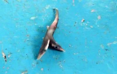Рыбак выловил редкую двухголовую акулу - korrespondent.net - Индия
