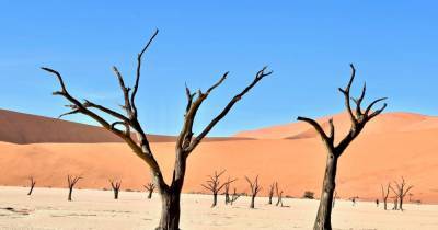 В пустынях Сахара и Сахель обнаружено 1,8 миллиона деревьев - popmech.ru