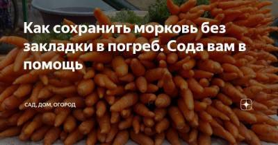 Как сохранить морковь без закладки в погреб. Сода вам в помощь - skuke.net