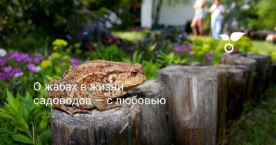 О жабах в жизни садоводов — с любовью - skuke.net - Вологодская обл.