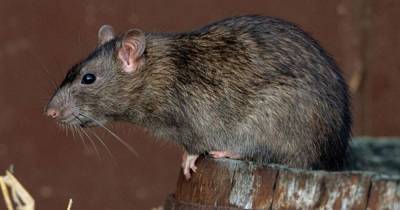 Ученые: Крысы с чипом в мозге будут определять COVID у людей по запаху - ren.tv - Великий Новгород