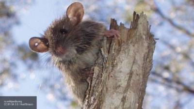 “Чипированные” крысы будут определять COVID-19 у людей по запаху - skuke.net - Великий Новгород - Великий Новгород