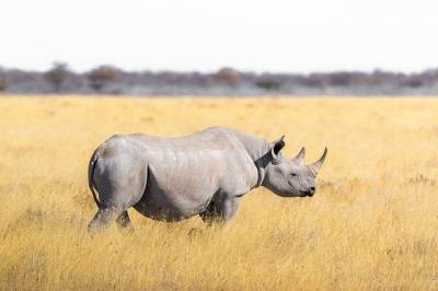 Осталось два последних белых носорога в мире: обе самки - Cursorinfo: главные новости Израиля - cursorinfo.co.il - Израиль