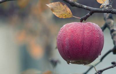Как сохранить яблоки зимних сортов до весны? - skuke.net