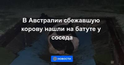 Анна Лысенко - В Австралии сбежавшую корову нашли на батуте у соседа - news.mail.ru - Австралия