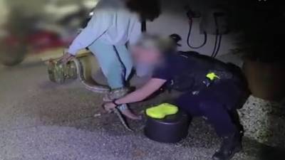 Австралийка, не сумевшая снять питона с ноги, обратилась в полицию. Видео - vesti.ru - Australia - штат Квинсленд
