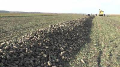 Каменские фермеры не остались без сахарной свеклы в неурожайный год - penzainform.ru - район Каменский