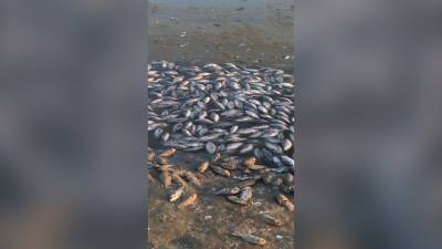 Бату Хасиков - СК начал проверку по факту массовой гибели рыб в Калмыкии - russian.rt.com - респ. Калмыкия