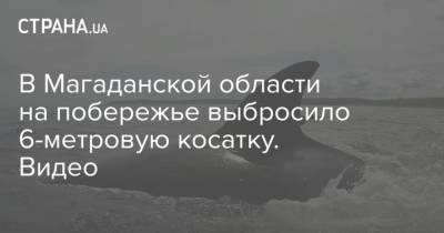 В Магаданской области на побережье выбросило 6-метровую косатку. Видео - strana.ua - Россия - Магаданская обл. - Магадан