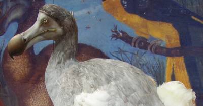 Птица додо и гигантский лемур вымерли из-за человека - popmech.ru - Мадагаскар
