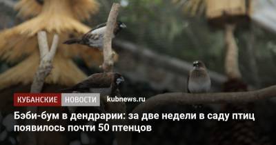 Бэби-бум в дендрарии: за две недели в саду птиц появилось почти 50 птенцов - kubnews.ru - Сочи