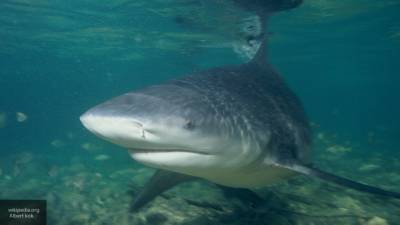 Рыбак предложил своей девушке погладить выловленную опаснейшую акулу - politros.com