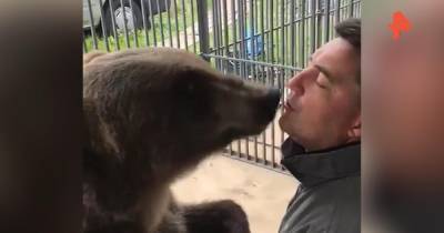 Максим - Впервые за 10 лет: в цирке рассказали о нападении медведя на хозяина - ren.tv - Московская область