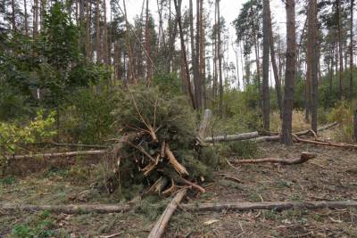 Александр Гусев - В Воронеже из Северного леса будут делать тихую прогулочную зону - gorcom36.ru - Воронеж