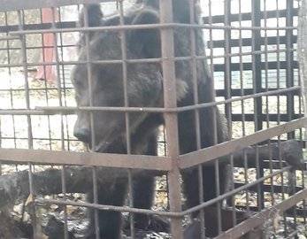 В Башкирии обнаружили клетку с истощённым медведем - ufacitynews.ru - Башкирия