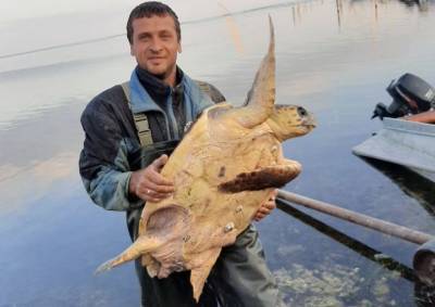 На Херсонщине из моря выловили огромную черепаху - news.bigmir.net - Украина - Херсонская обл. - Скадовск - Херсонская Область