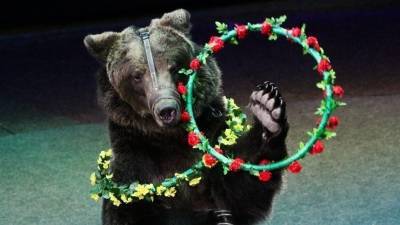 Дрессировщик рассказал о состоянии сына после нападения медведя в цирке - 5-tv.ru