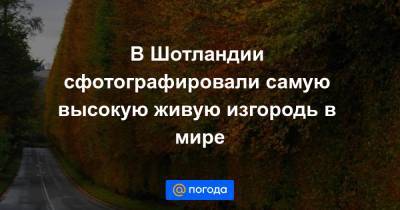 В Шотландии сфотографировали самую высокую живую изгородь в мире - news.mail.ru - Англия - Шотландия