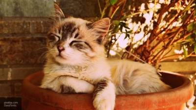 Ученые обнаружили у кошек способность имитировать действия хозяев - newinform.com - Япония - Будапешт