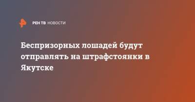 Беспризорных лошадей будут отправлять на штрафстоянки в Якутске - ren.tv - Якутск
