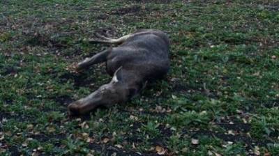 В Пензенской области произошло 2 ДТП с лосями, один из них погиб - penzainform.ru - Пензенская обл.