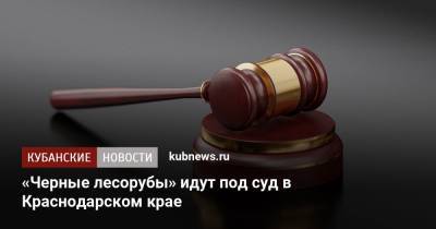 «Черные лесорубы» идут под суд в Краснодарском крае - kubnews.ru - Краснодарский край - район Каневский