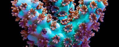 В рифах у побережья Белиза обнаружили акропоровые кораллы - runews24.ru - США - Вашингтон - Белиз