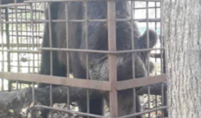 В Башкирии обнаружили голодающего медведя, выброшенного из цирка - newizv.ru - Россия - Башкирия - район Ишимбайский