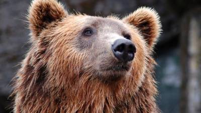 В Китае на глазах у посетителей медведи растерзали сотрудника зоопарка - piter.tv - Москва - Китай
