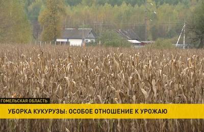 Урожай-2020: кукуруза убрана с 70% площадей - ont.by - район Добрушский