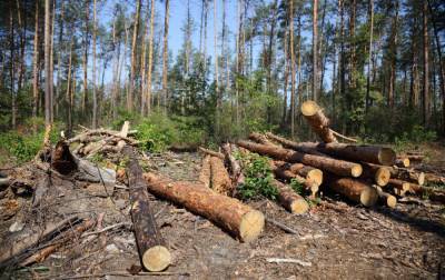 На Волыни чиновники лесохозяйства нанесли убытков государству на 17 млн гривен - rbc.ua - Украина