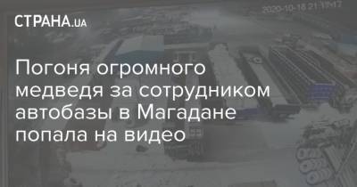 Погоня огромного медведя за сотрудником автобазы в Магадане попала на видео - strana.ua - Россия - Магадан