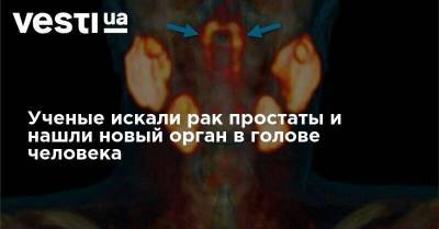 Ученые искали рак простаты и нашли новый орган в голове человека - vesti.ua