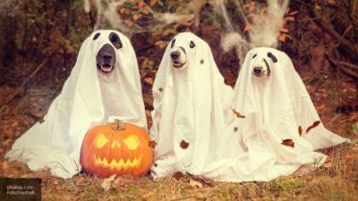 СМИ поделились идеями веселого празднования Хэллоуина в пандемию COVID-19 - nation-news.ru - Los Angeles