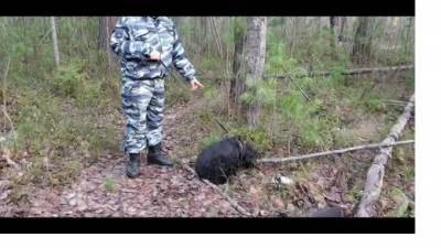 Видео: В Сургуте полицейская собака нашла 6 тайников с наркотиками - piter.tv - Россия - Сургут - Югра