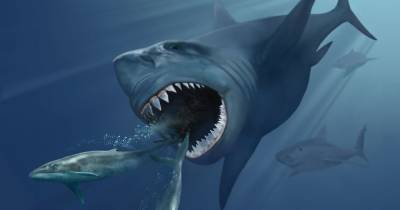 В США обнаружен «детский сад» древних акул - popmech.ru - США - Новая Зеландия