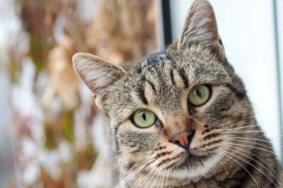 В США нашли кошку, пропавшую пять месяцев назад после пожара - aif.ru - США - Питтсбург