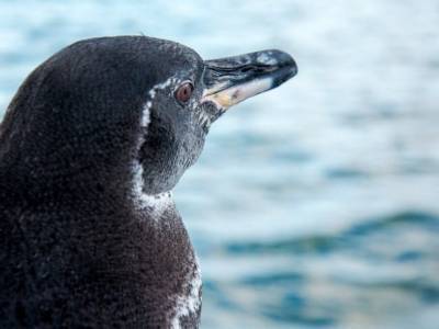 На Галапагосских островах выросла численность пингвинов и нелетающих бакланов - polit.ru - Эквадор