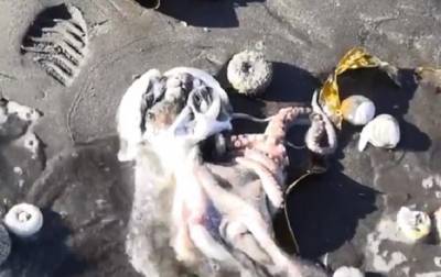 На Камчатке из-за разлива нефти погибли животные - korrespondent.net - Россия