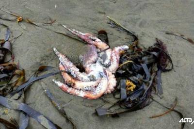 Экологическая катастрофа: На Камчатке внезапно погибли сотни морских существ - vkcyprus.com