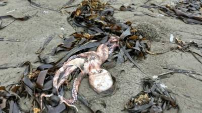 Жители Курил сообщают о мертвых морских животных, выброшенных на берег - vesti.ru - Петропавловск-Камчатский - Курил