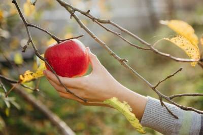 Осенний уход за плодовыми деревьями - skuke.net