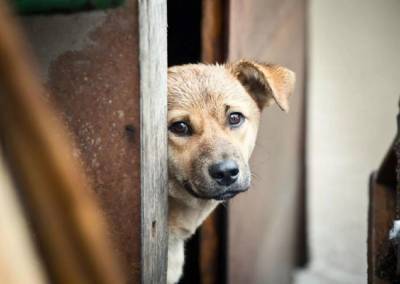 Ветеринары не смогли поймать бездомных собак в Каменногорске - ivbg.ru - Санкт-Петербург - р-н Выборгский - Каменногорск