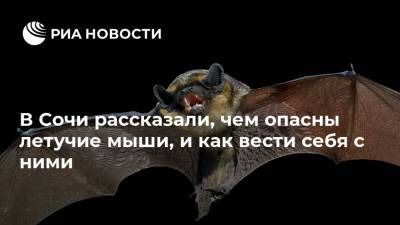 В Сочи рассказали, чем опасны летучие мыши, и как вести себя с ними - ria.ru - Москва - Сочи