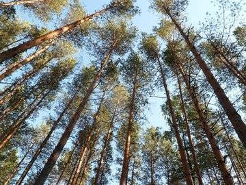 Зариф Байгускаров - Депутат Госдумы заявил, что реальные цифры незаконной вырубки деревьев в Башкирии в два раза больше данных официальной статистики - ufacitynews.ru - Башкирия
