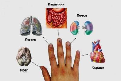 Каждый палец связан с двумя органами: японский метод лечения за 5 минут! - skuke.net