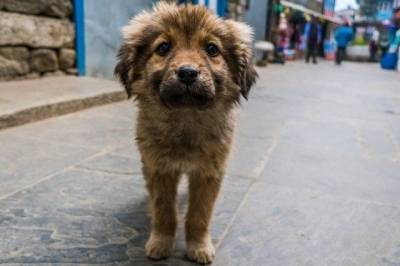 В Госдуме просят проверить нормы по доступу бездомных животных в подвалы - aif.ru - Россия