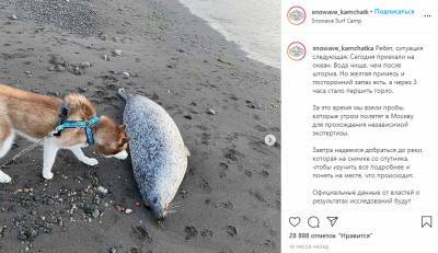 Ждем итогов анализов и надеемся на лучшее: очевидцы о ситуации на Камчатке - inforeactor.ru - Камчатский край