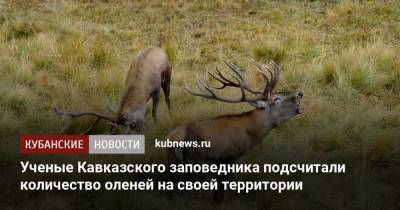 Ученые Кавказского заповедника подсчитали количество оленей на своей территории - kubnews.ru